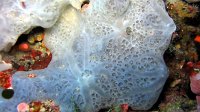 090 Eponge bleue encroutante (Phorbas tenacior)